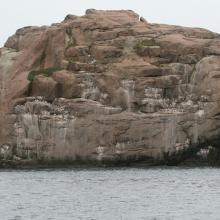 Thick-billed Murre sub-colony.