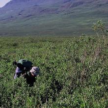 Tall Salix-scrub in Sullorsuaq/Kvandalen