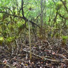 Bosque de Rhyzophora mangle mixto con Tillandsias y Orchidaseas  