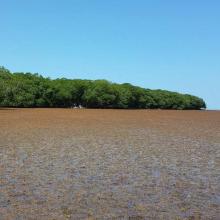 Manglar y pasto marino en el Sistema de Humedales de Santa Elena.