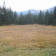 Grazing has come to an end in this bog