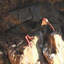 Breeding colony of Southern Bald Ibis at Ibis falls on DBNR
