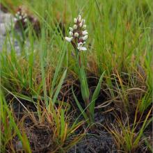 Disa alticola a plant species of conservation concern with a vulnerable status found at DBNR