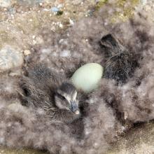 Newly hatched common eiders