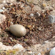 Great skua nest