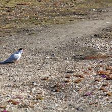 Terretorial Arctic tern