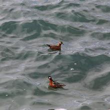 Red phalaropes