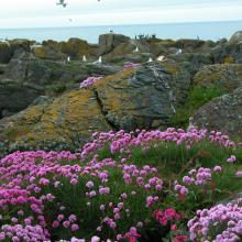 Summer at Kjørholmane.