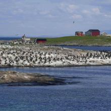 Bird colony at one of the islands in the arcipelago