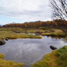 Wetland in Risøysundet