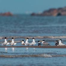 Chinese Crested Terns