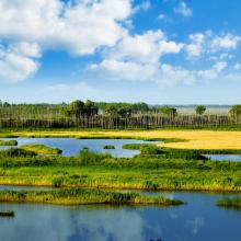Marsh wetlands