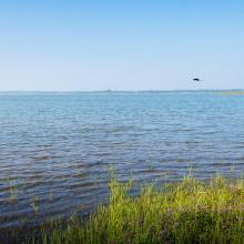 Wetland Scene