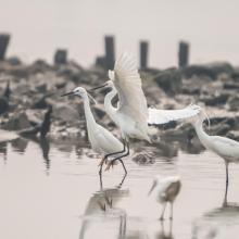 Little egrets Little egrets