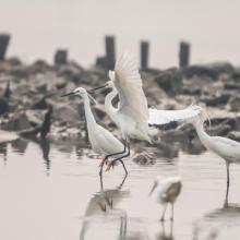 Little egrets