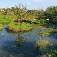 Restored agroforest wetland for waterbirds