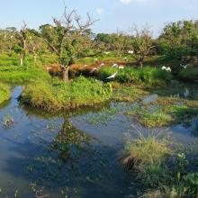 Restored agroforest wetland for waterbirds Restored agroforest wetland for waterbirds