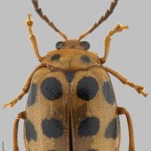 One new species Sphenoraia haizhuensis found in Haizhu Wetlands One new species Sphenoraia haizhuensis found in Haizhu Wetlands