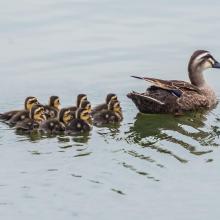 Spot-billed Ducks Spot-billed Ducks