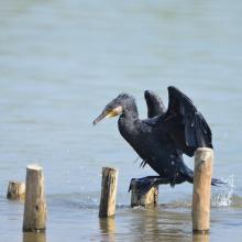 Great Cormorant