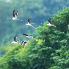 Black-Winged Stilt Black-Winged Stilt