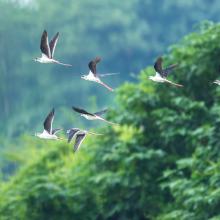 Black-Winged Stilt