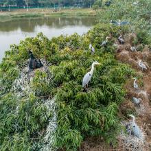 Waterbirds nested in Haizhu Wetlands