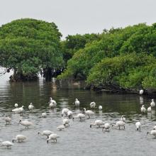 Platalea minor