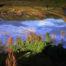 Wetland landscape