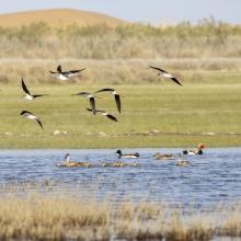 The black-winged stilt (Himantopus himantopus)