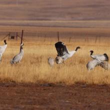 Black-necked cranes (Grus nigricollis) and common crane (Grus grus)