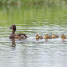 Baer's Pochard (Aythya baeri) brooding